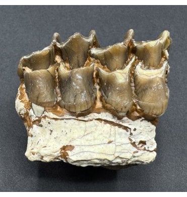“Oreodont” Jaw from the Early Oligocene, South Dakota, USA (SKU V9214):- Merycoidodon culbertsoni
