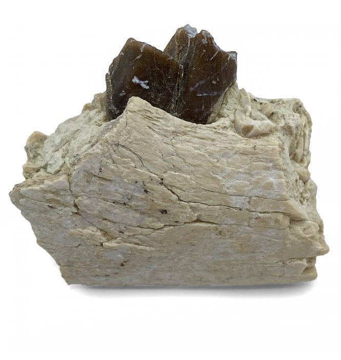 ‘Oreodont’ Jaw with Teeth from the Early Ogliocene, South Dakota, USA (SKU V5136):- Merycoidodon gracilis