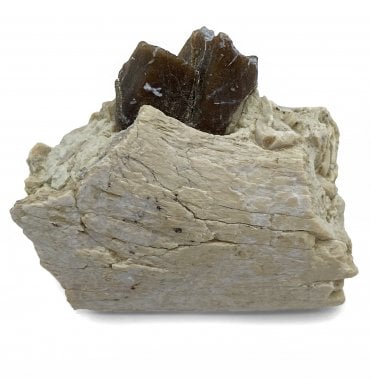 ‘Oreodont’ Jaw with Teeth from the Early Ogliocene, South Dakota, USA (SKU V5136):- Merycoidodon gracilis