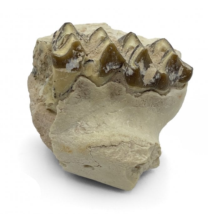 ‘Oreodont’ Jaw with Teeth from the Early Ogliocene, South Dakota, USA (SKU V5137):- Merycoidodon gracilis