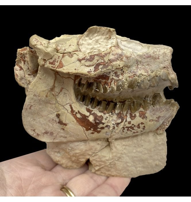 “Oreodont” Skull from the Early Oligocene, South Dakota, USA (SKU V5308):- Leptauchenia decora