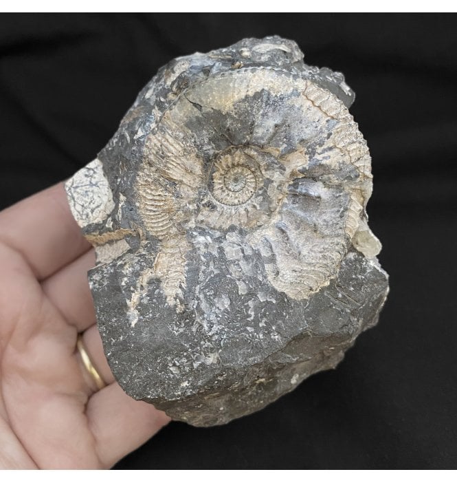 Oxfordian Middle Jurassic Ammonite from Gloucestershire, England (SKU A2093):- Kosmoceras (Guliemiceras) jasoni