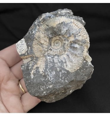 Oxfordian Middle Jurassic Ammonite from Gloucestershire, England (SKU A2093):- Kosmoceras (Guliemiceras) jasoni