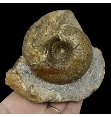Oxfordian, Middle Jurassic Ammonite from Gloucestershire, England (SKU A2573):- Cadoceras sublaeve