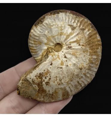 Oxfordian, Middle Jurassic Ammonite from Madagascar (SKU A2520):- Taramelliceras callicerum