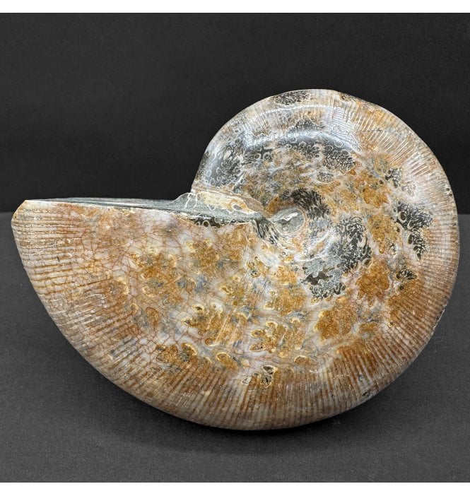 Oxfordian, Middle Jurassic Ammonite from Madagascar (SKU A4443):- Phylloceras cosanguineum