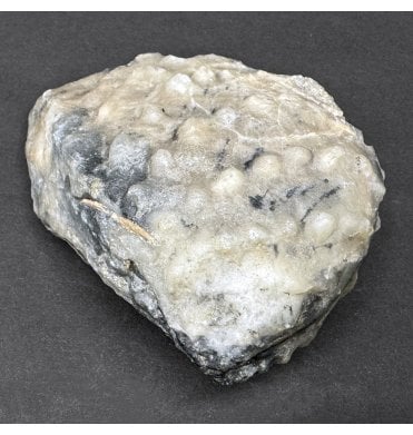 Oxfordian, Middle Jurassic Bivalve from Osmington, Dorset, England (SKU OF3756):- Myophorella (Trigonia) clavellata