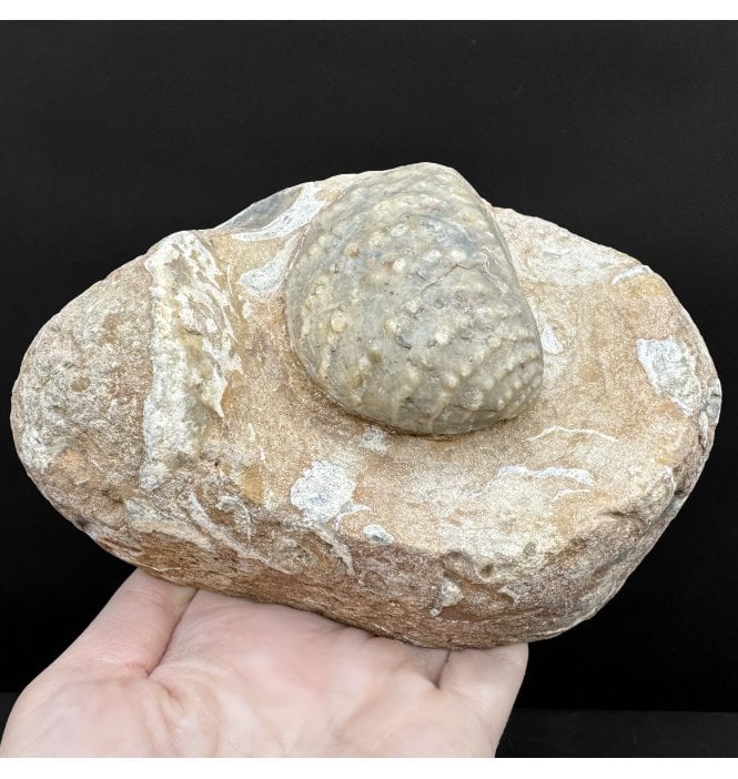 Oxfordian, Middle Jurassic Bivalve from Osmington, Dorset, England (SKU OF4276):- Myophorella (Trigonia) clavellata