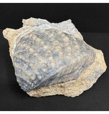 Oxfordian, Middle Jurassic Bivalve from Osmington, Dorset, England (SKU OF4348):- Myophorella (Trigonia) clavellata