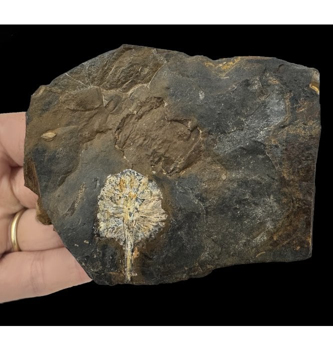 Palaeocene Fossil Cone from North Dakota, USA (SKU OF2772):- Parataxodium wigginsi