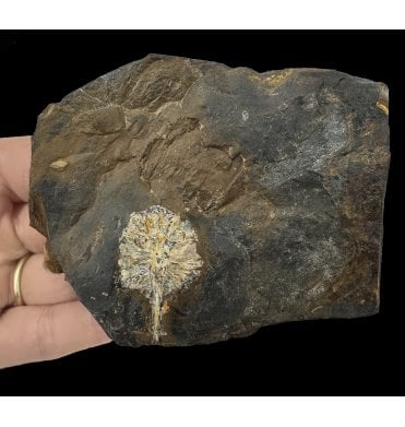 Palaeocene Fossil Cone from North Dakota, USA (SKU OF2772):- Parataxodium wigginsi