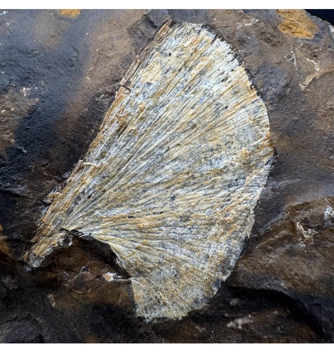 Palaeocene Fossil Ginkgo Leaf from North Dakota, USA (SKU OF4023):- Ginkgo cranei