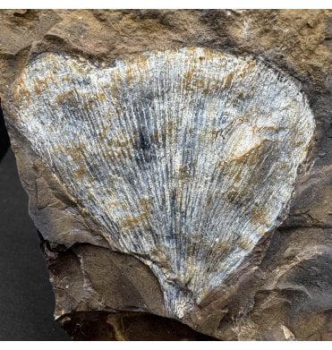 Palaeocene Fossil Ginkgo Leaf from North Dakota, USA (SKU OF4025):- Ginkgo cranei
