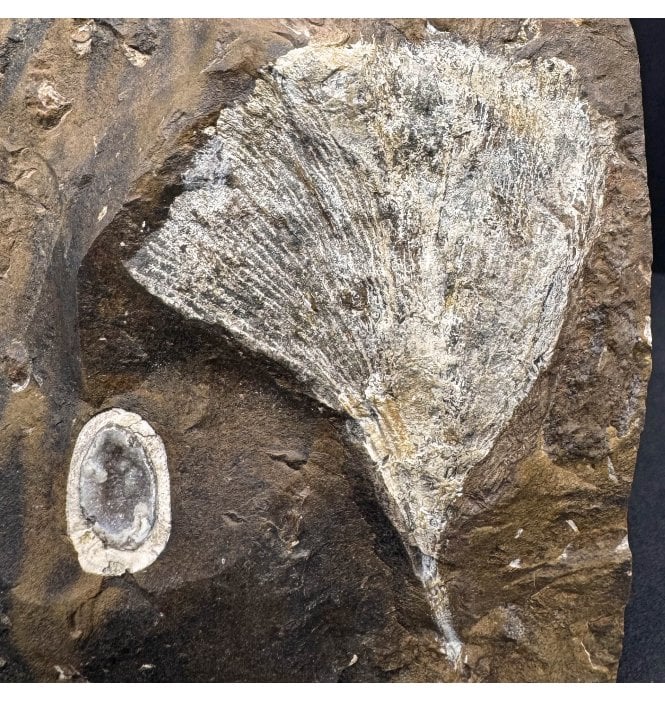 Palaeocene Fossil Ginkgo Leaf from North Dakota, USA (SKU OF4056):- Ginkgo cranei