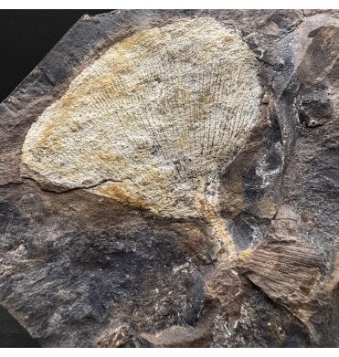 Palaeocene Fossil Ginkgo Leaf from North Dakota, USA (SKU OF4058):- Ginkgo cranei