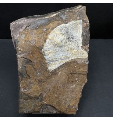 Palaeocene Fossil Ginkgo Leaf from North Dakota, USA (SKU OF4083):- Ginkgo cranei