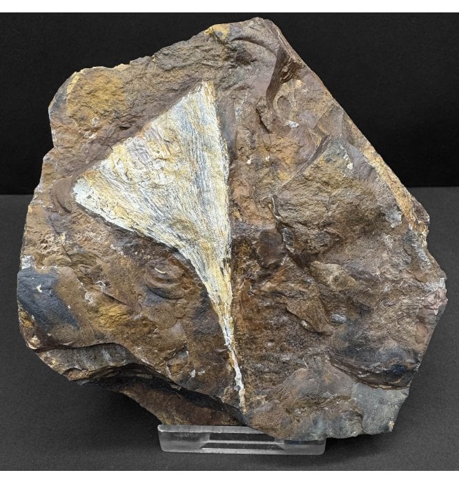 Palaeocene Fossil Ginkgo Leaf from North Dakota, USA (SKU OF4085):- Ginkgo cranei