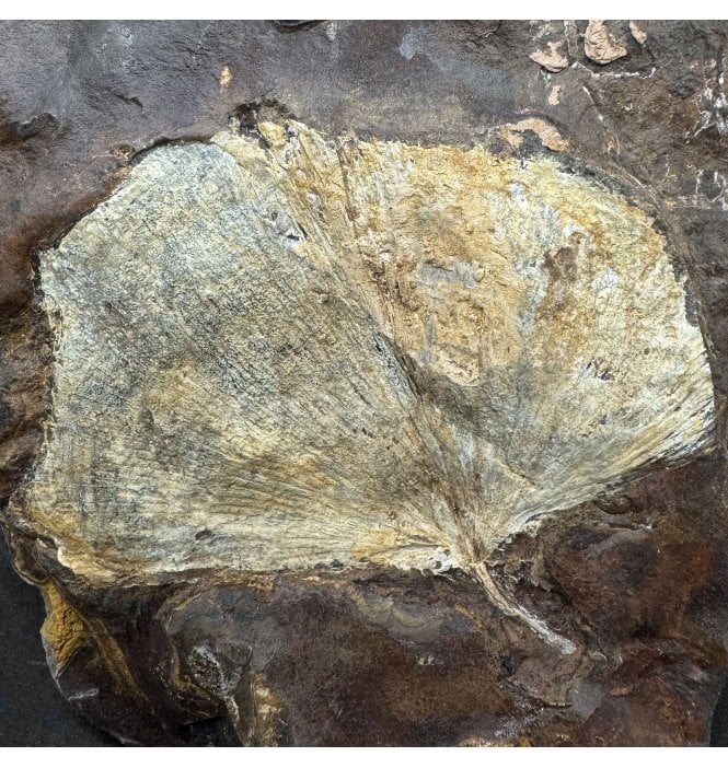 Palaeocene Fossil Ginkgo Leaf from North Dakota, USA (SKU OF4418):- Ginkgo cranei