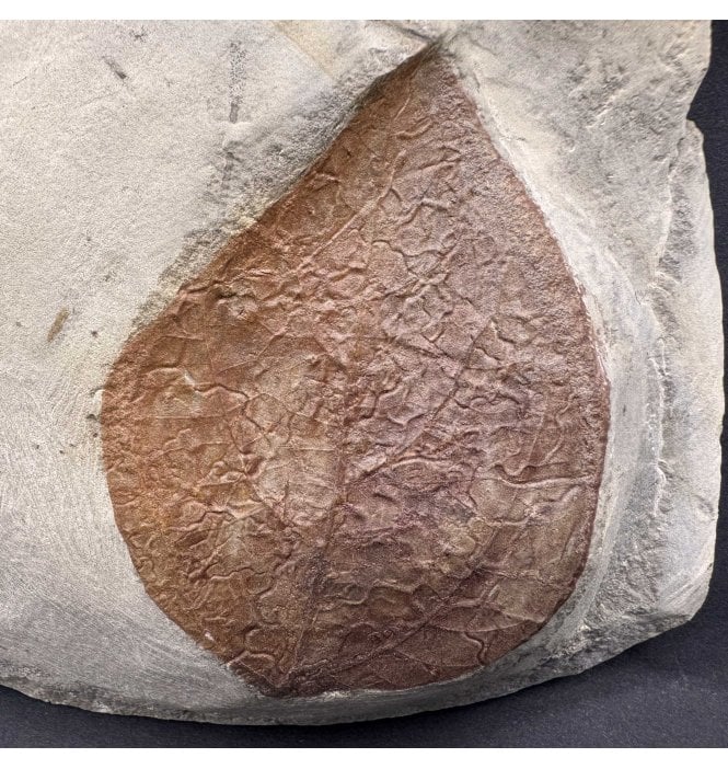 Palaeocene Fossil Leaf from Montana, USA (SKU OF3778):- Zizyphoides flabellum
