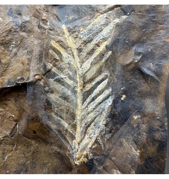 Palaeocene Fossil Plant from North Dakota, USA (SKU OF4030):- Glyptostrobus sp.