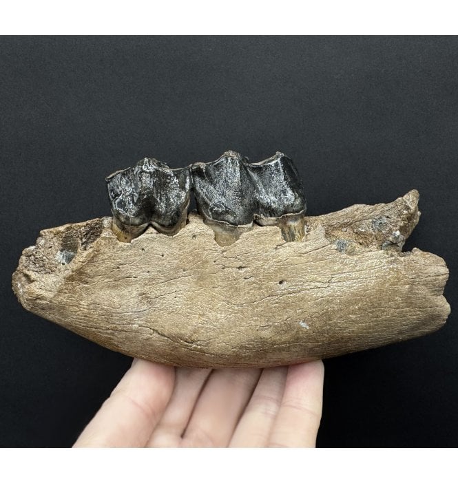 Partial Baby Woolly Rhino Jaw from the North Sea (SKU V8355):- Coelodonta antiquitatus