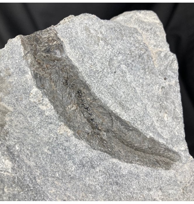 Partial British Lower Jurassic Fossil Fish from Charmouth, Dorset, England (SKU V2080):- Leptolepis cf. bronni