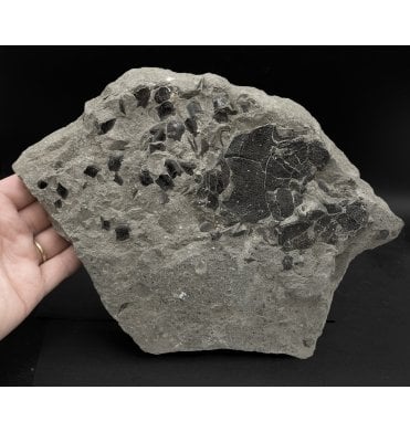 Partial British Lower Jurassic, Lower Lias Fossil Fish Head from Lyme Regis, Dorset, England (SKU V5829):- Dapedium cf. politum