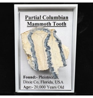 Partial Columbian Mammoth Tooth (SKU G90)