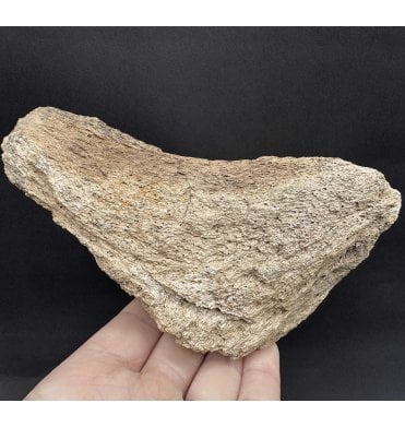 Partial Cretaceous Dinosaur (Triceratops) Skull Piece from Montana, USA (SKU V7745):- Triceratops horridus