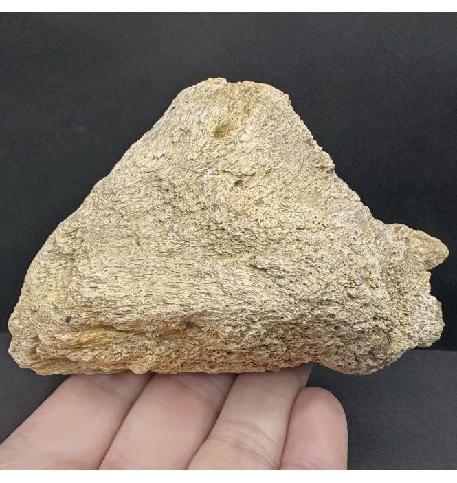 Partial Cretaceous Dinosaur (Triceratops) Skull Piece from Montana, USA (SKU V7876):- Triceratops horridus