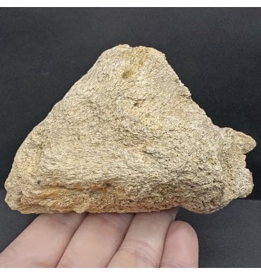 Partial Cretaceous Dinosaur (Triceratops) Skull Piece from Montana, USA (SKU V7876):- Triceratops horridus