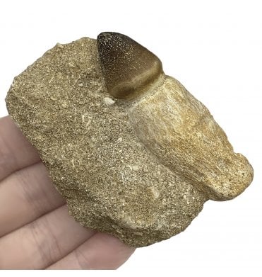 Partial Cretaceous Mosasaur Crushing Tooth from Morocco (SKU V5838):- Globidens phosphaticus