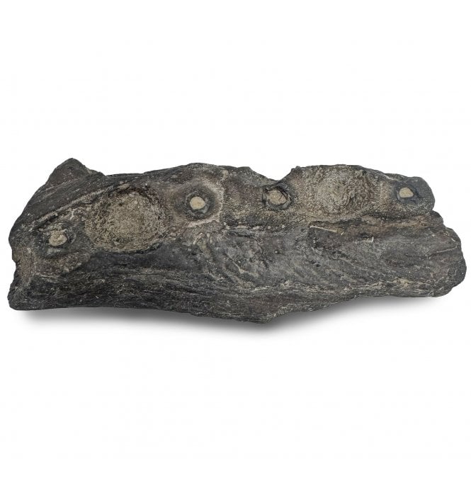 Partial Cretaceous Mosasaurus (Marine Reptile) Pterygoid Jaw from Texas, USA (SKU V7582):- Mosasaurus sp. indet
