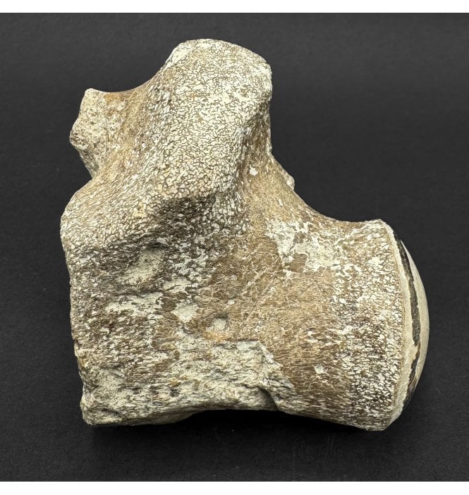 Partial Cretaceous Mosasaurus (Marine Reptile) Vertebra from Texas, USA (SKU V9189):- Mosasaurus sp. indet