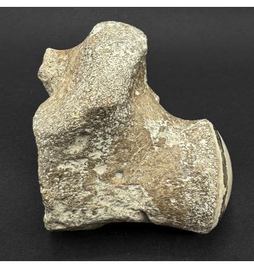 Partial Cretaceous Mosasaurus (Marine Reptile) Vertebra from Texas, USA (SKU V9189):- Mosasaurus sp. indet