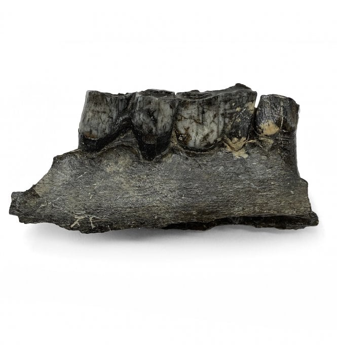 Partial Fossil Deer Jaw from Florida, USA (SKU V5703):- Odocoileus virginianus