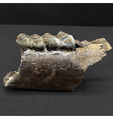 Partial Fossil Deer Jaw from Florida, USA (SKU V8288):- Odocoileus virginianus