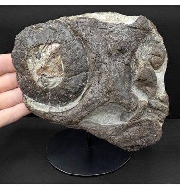 Partial Lower Lias, Lower Jurassic Ichthyosaurus Skull with Sclerotic Eye Ring from Charmouth, Dorset, England (SKU V8786):- Ichthyosaurus communis