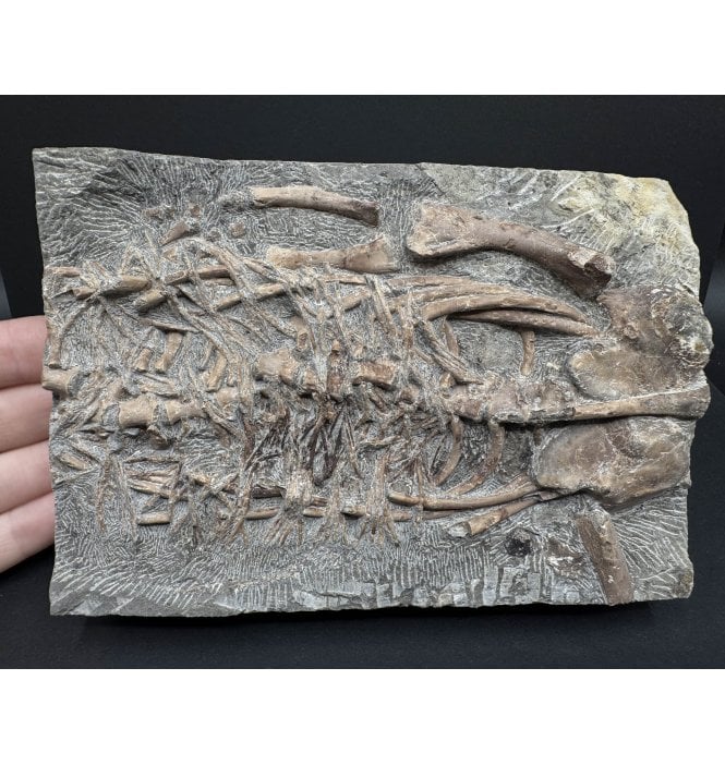 Partial Neodiapsid Reptile Skeleton from the Upper Permian of Madagascar (SKU V6825):- Claudiosaurus germaini