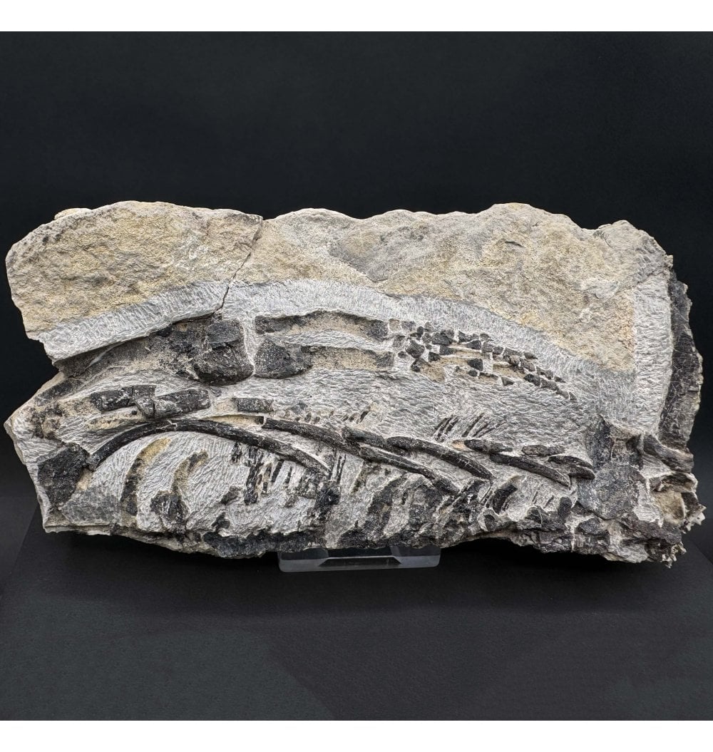 Fossils For Sale | Fossils-UK.com | Partial Neodiapsid Reptile Skeleton ...