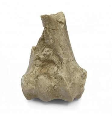 Partial “Oreodont” Limb Bone from the Early Oligocene, South Dakota, USA (SKU V5630)