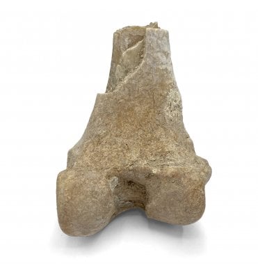 Partial “Oreodont” Limb Bone from the Early Oligocene, South Dakota, USA (SKU V5705)