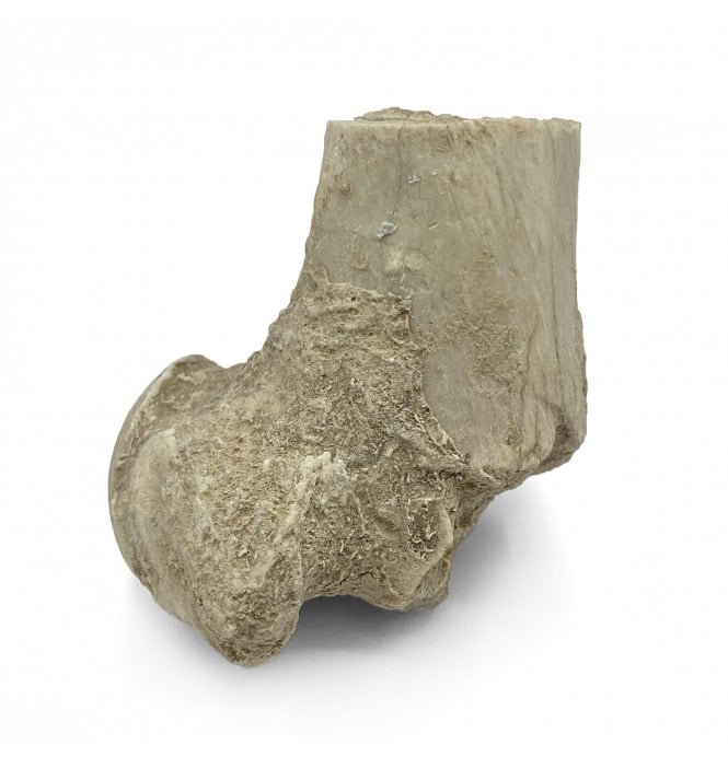 Partial “Oreodont” Limb Bone from the Early Oligocene, South Dakota, USA (SKU V5706)