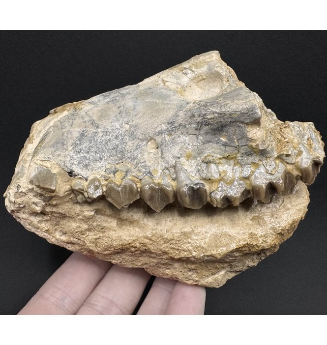 Partial Primitive “Oreodont” Jaw from the Early Oligocene, South Dakota (SKU V6826):- Merycoidodon culbertsonii