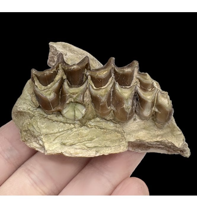 Partial Primitive “Oreodont” Jaw from the Early Oligocene, South Dakota, USA (SKU V6070):- Merycoidodon culbertsoni