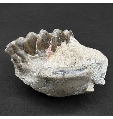 Partial Primitive “Oreodont” Jaw from the Early Oligocene, South Dakota, USA (SKU V8286):- Merycoidodon culbertsoni