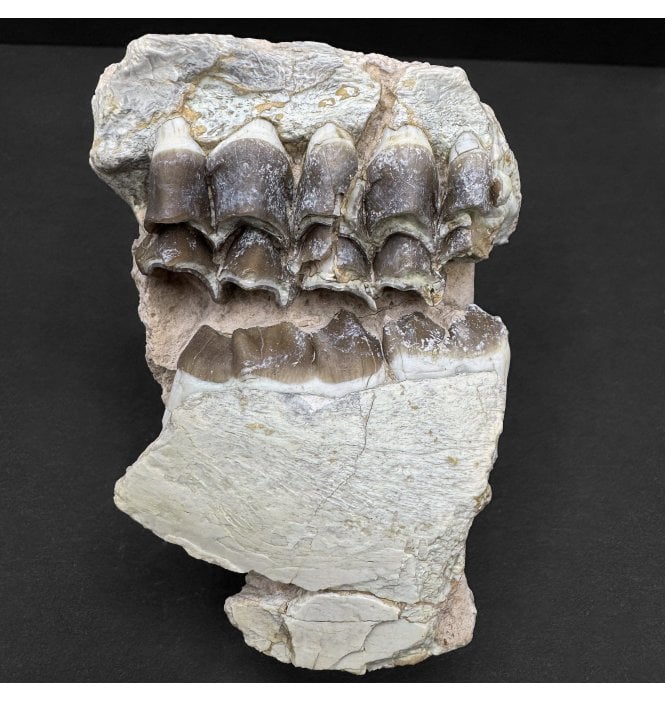 Partial Primitive “Oreodont” Jaw from the Early Oligocene, South Dakota, USA (SKU V8289):- Merycoidodon culbertsoni