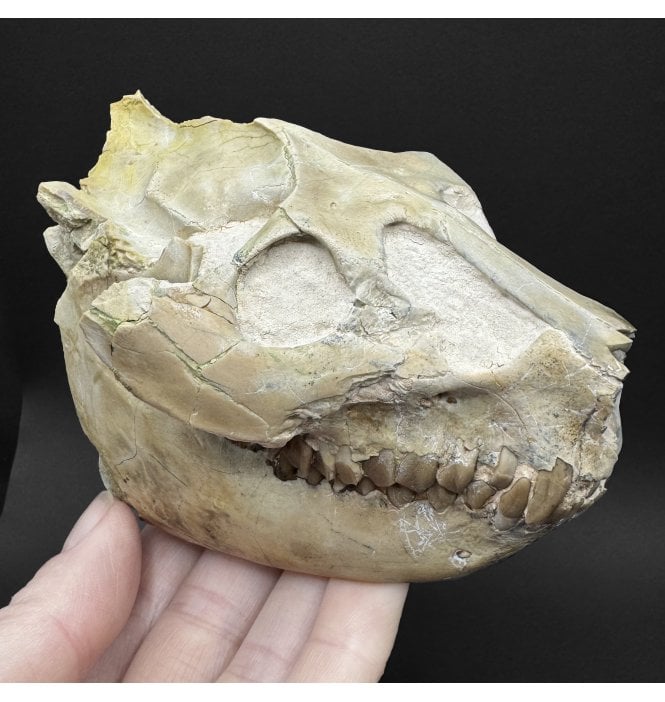 Partial Primitive “Oreodont” Skull from the Early Oligocene, South Dakota, USA (SKU V9186):- Leptauchenia decora