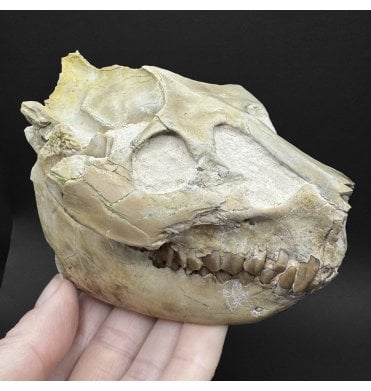 Partial Primitive “Oreodont” Skull from the Early Oligocene, South Dakota, USA (SKU V9186):- Leptauchenia decora