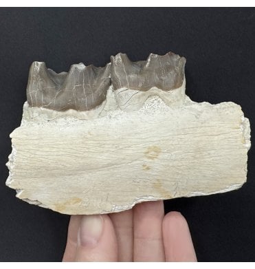 Partial Primitive Rhinoceros Jaw from the Early Oligocene, South Dakota, USA (SKU V9119):- Subhyracodon occidentalis